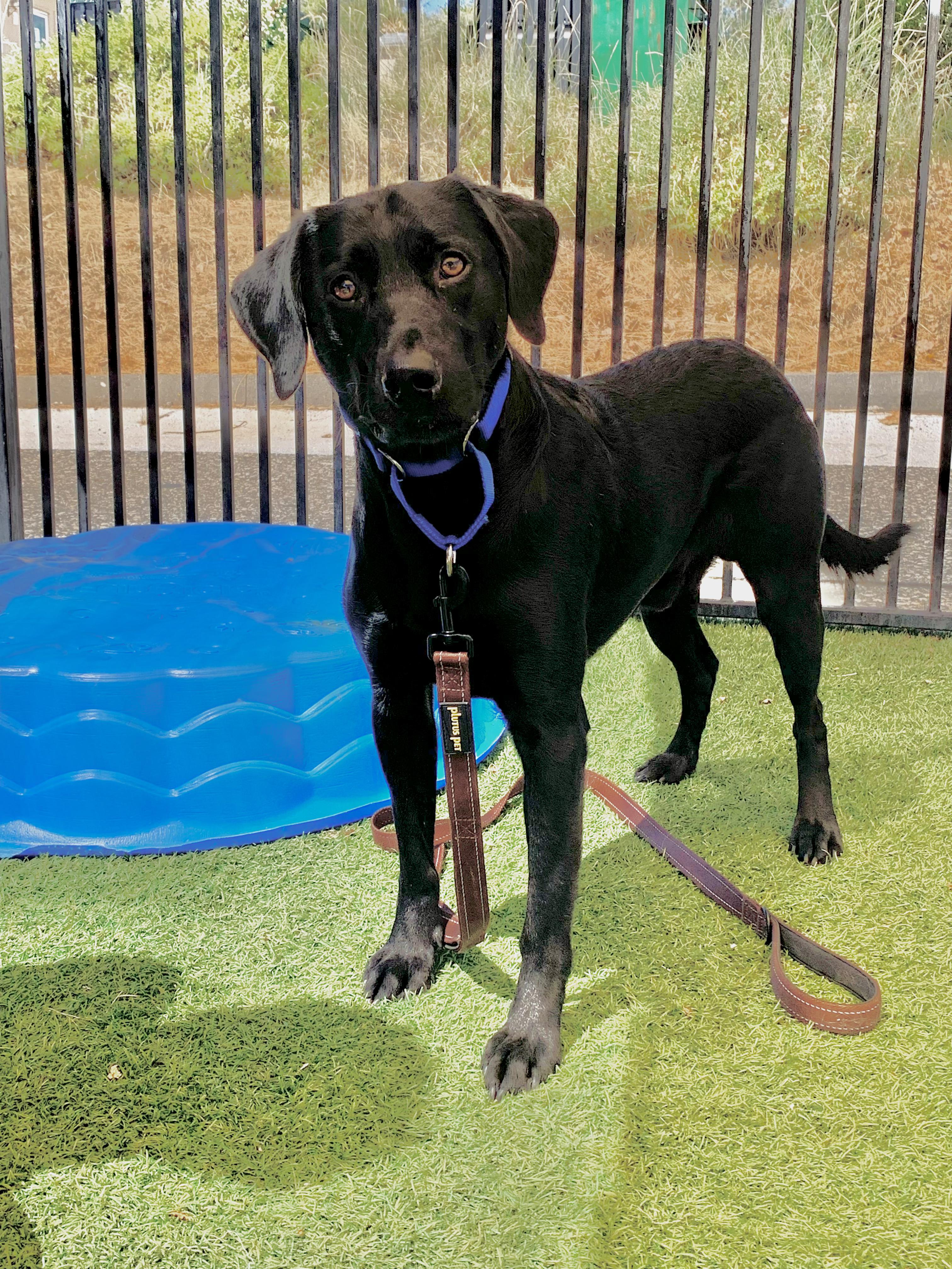 Carl, a ADOPTABLE Black Labrador Retriever in Grass Valley, CA image 2/5