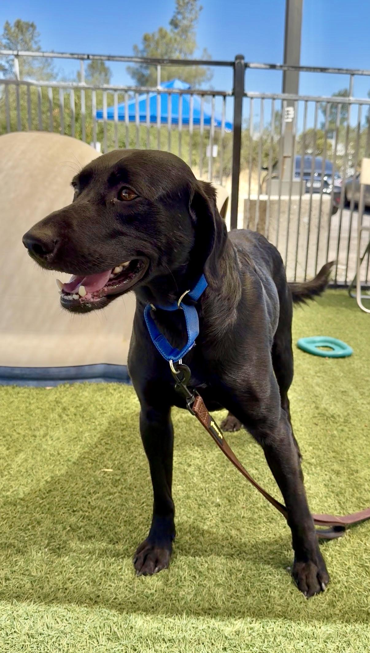 Carl, a ADOPTABLE Black Labrador Retriever in Grass Valley, CA image 3/5