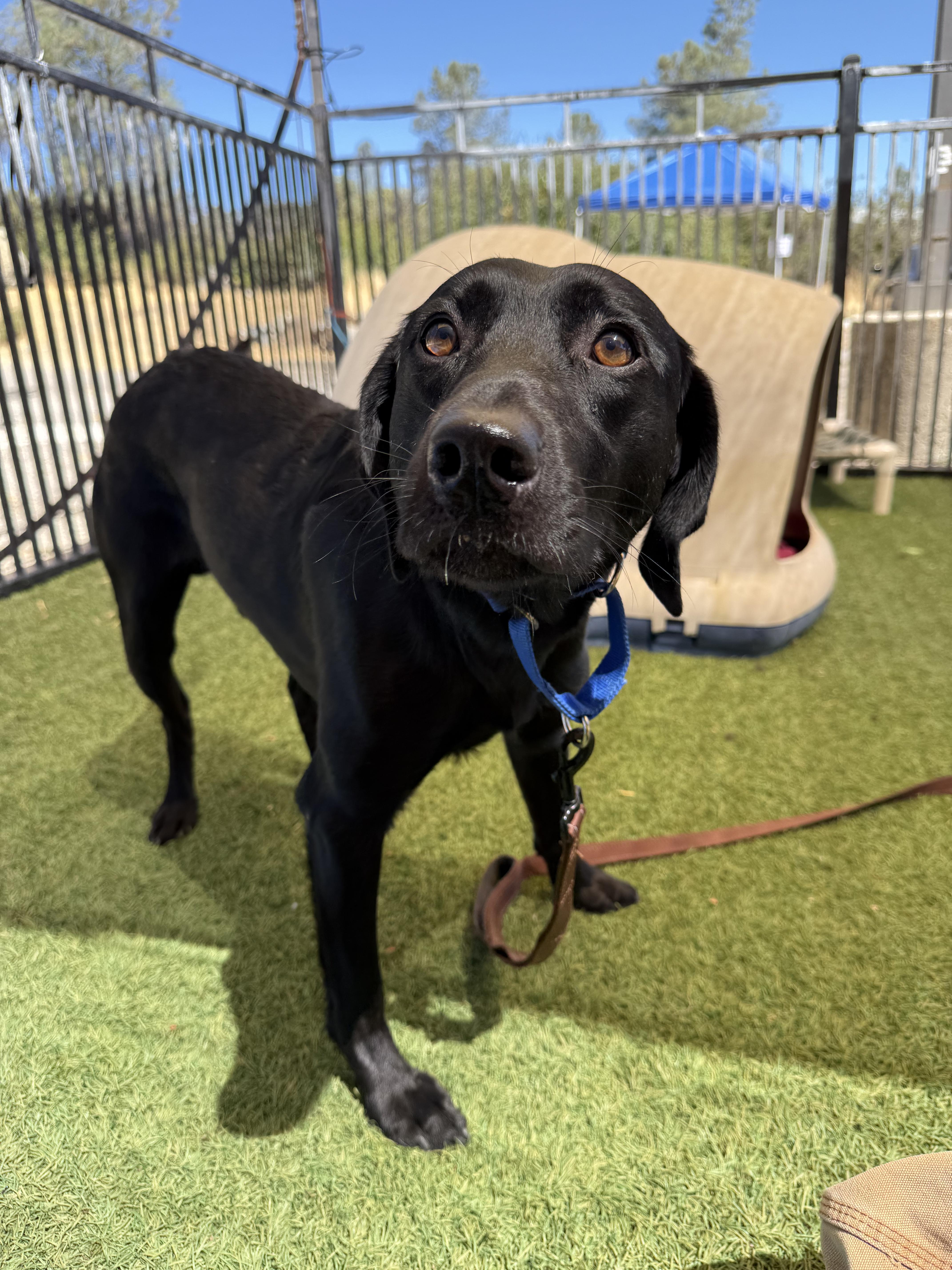 Carl, a ADOPTABLE Black Labrador Retriever in Grass Valley, CA image 5/5