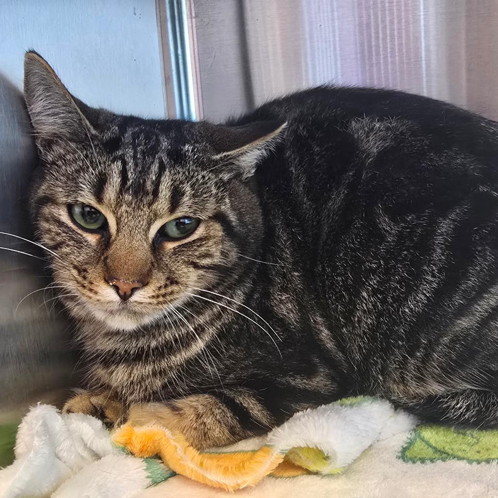 Felicia, Adoptable, Adult Female Domestic Short Hair & Domestic Short Hair.
