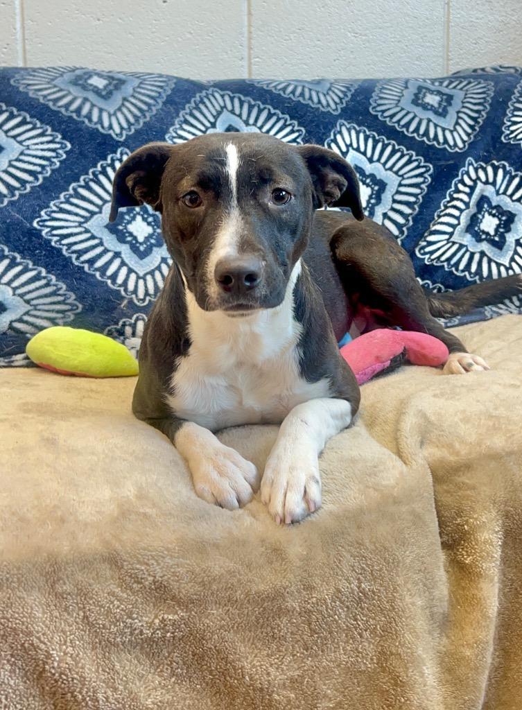 Enlarge ORPHAN ANNIE, a Adoptable mixed breed in Rome, GA image 1/1