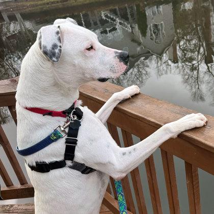 Buck, a Adoptable mixed breed in Atlanta, GA image 2/3