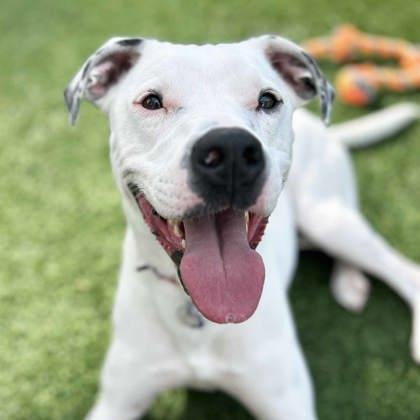 Buck, a Adoptable mixed breed in Atlanta, GA image 3/3