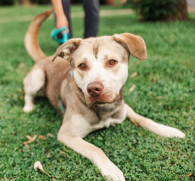 Enlarge GYOZA, a Adoptable Mixed Breed in Nashville, TN image 1/1