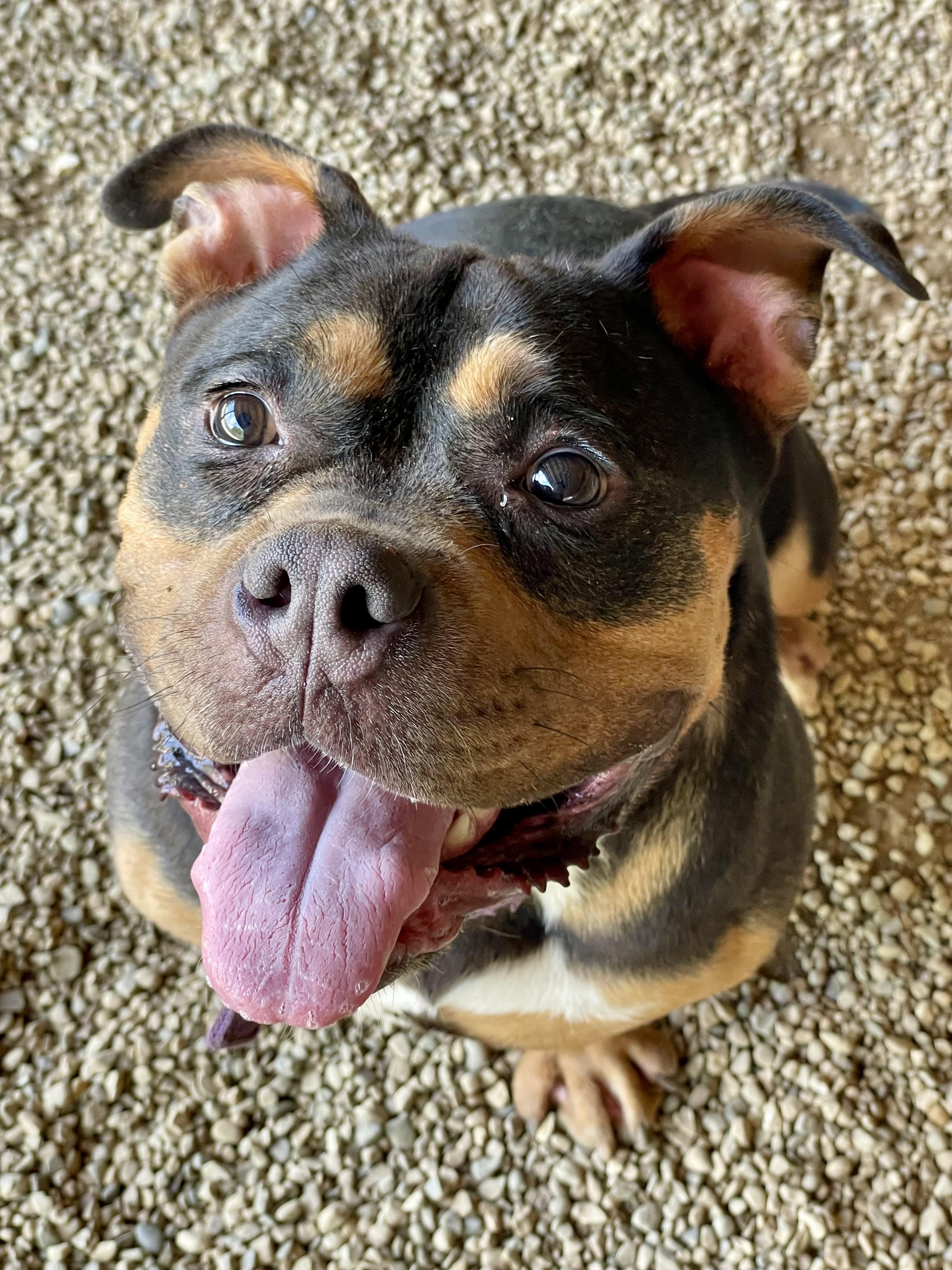 Tugboat Annie