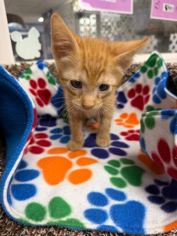 Enlarge Neo, a Adoptable Domestic Short Hair in Belton, MO image 1/1