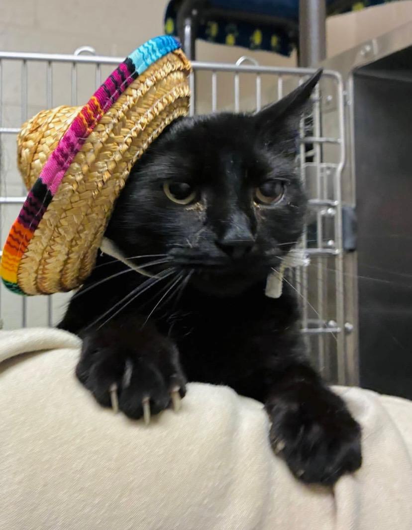 Wish, ADOPTABLE, Adult Female Domestic Short Hair.