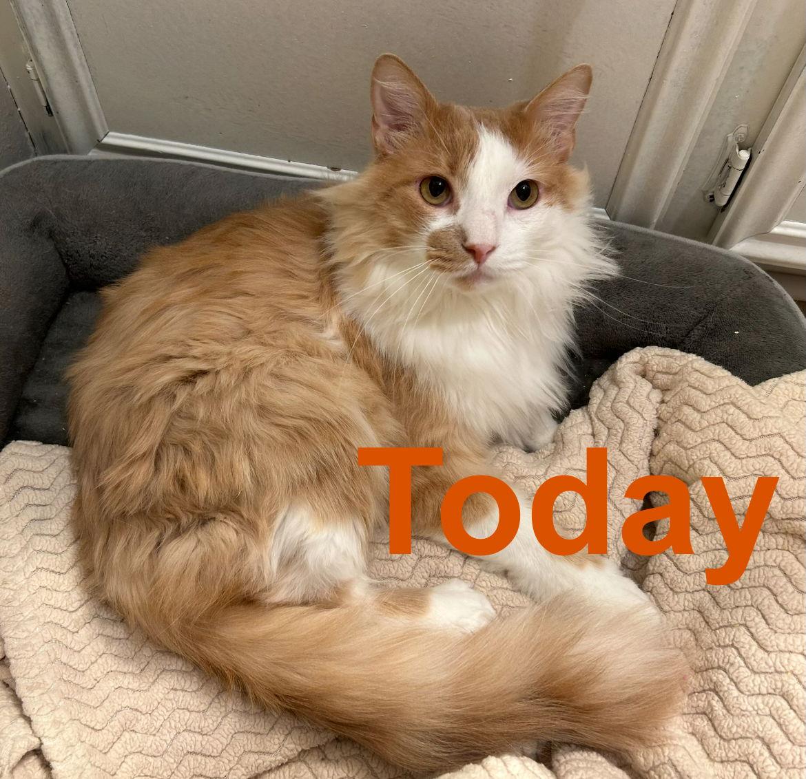 Tony, Adoptable, Adult Male Domestic Long Hair.