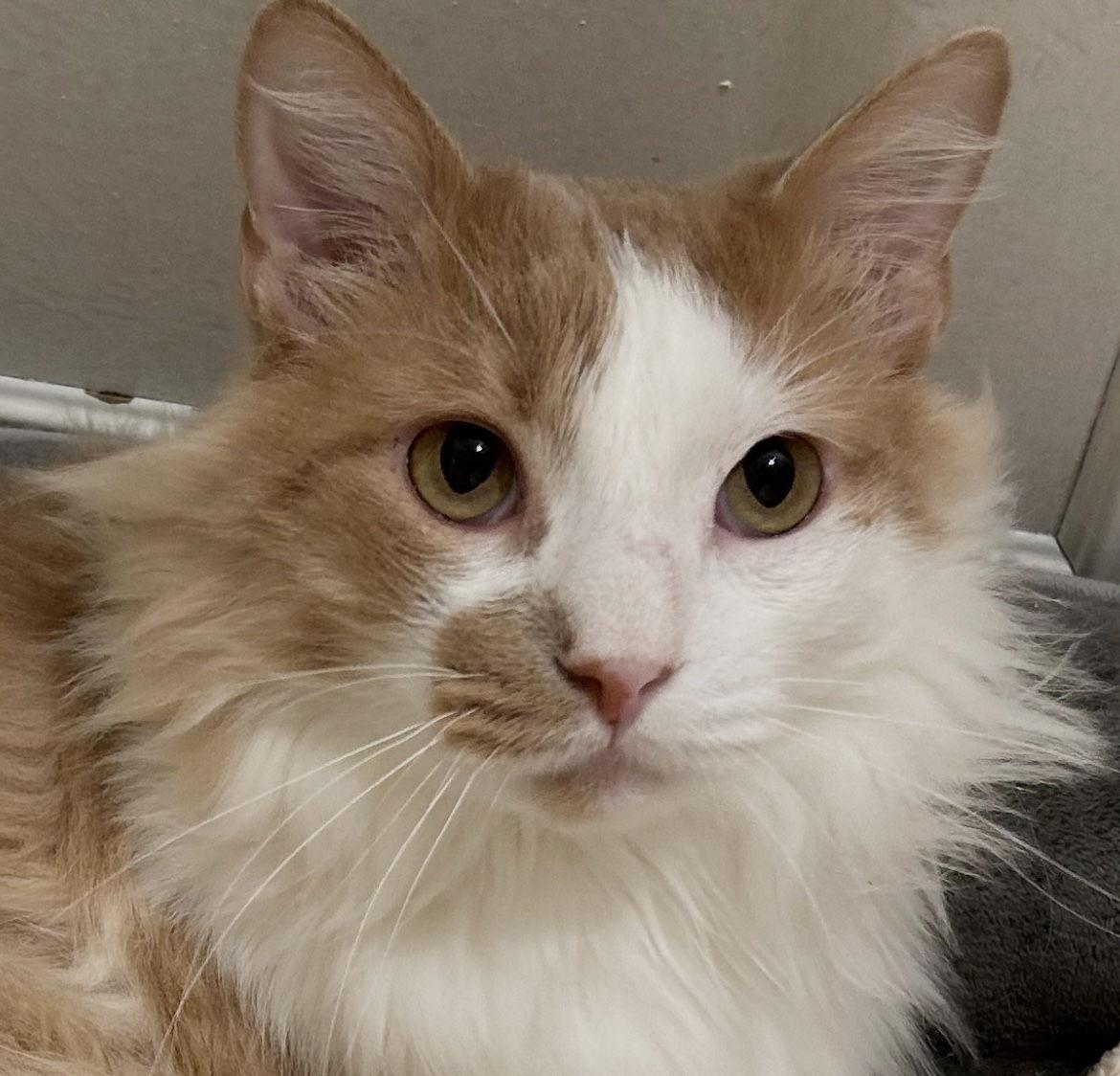 Tony, Adoptable, Adult Male Domestic Long Hair.
