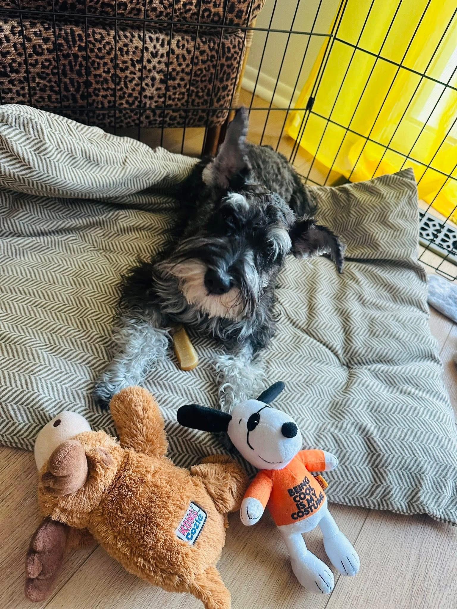Enlarge Skipper-Adoption Pending, a ADOPTABLE Miniature Schnauzer in Miamisburg, OH image 3/5