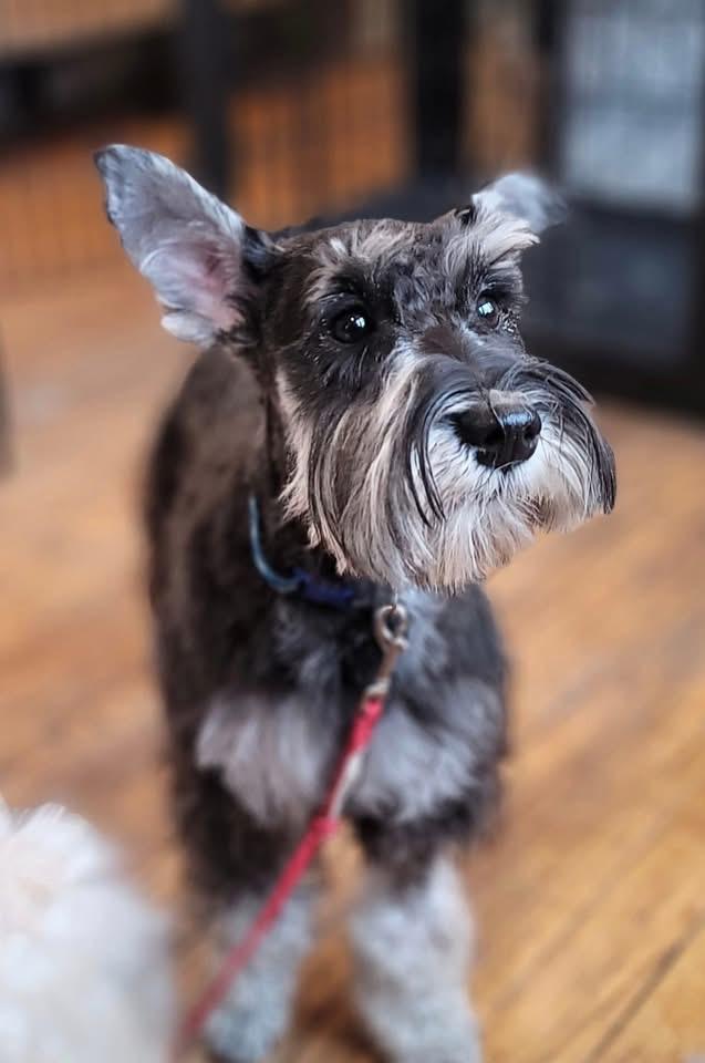 Enlarge Skipper-Adoption Pending, a ADOPTABLE Miniature Schnauzer in Miamisburg, OH image 2/5