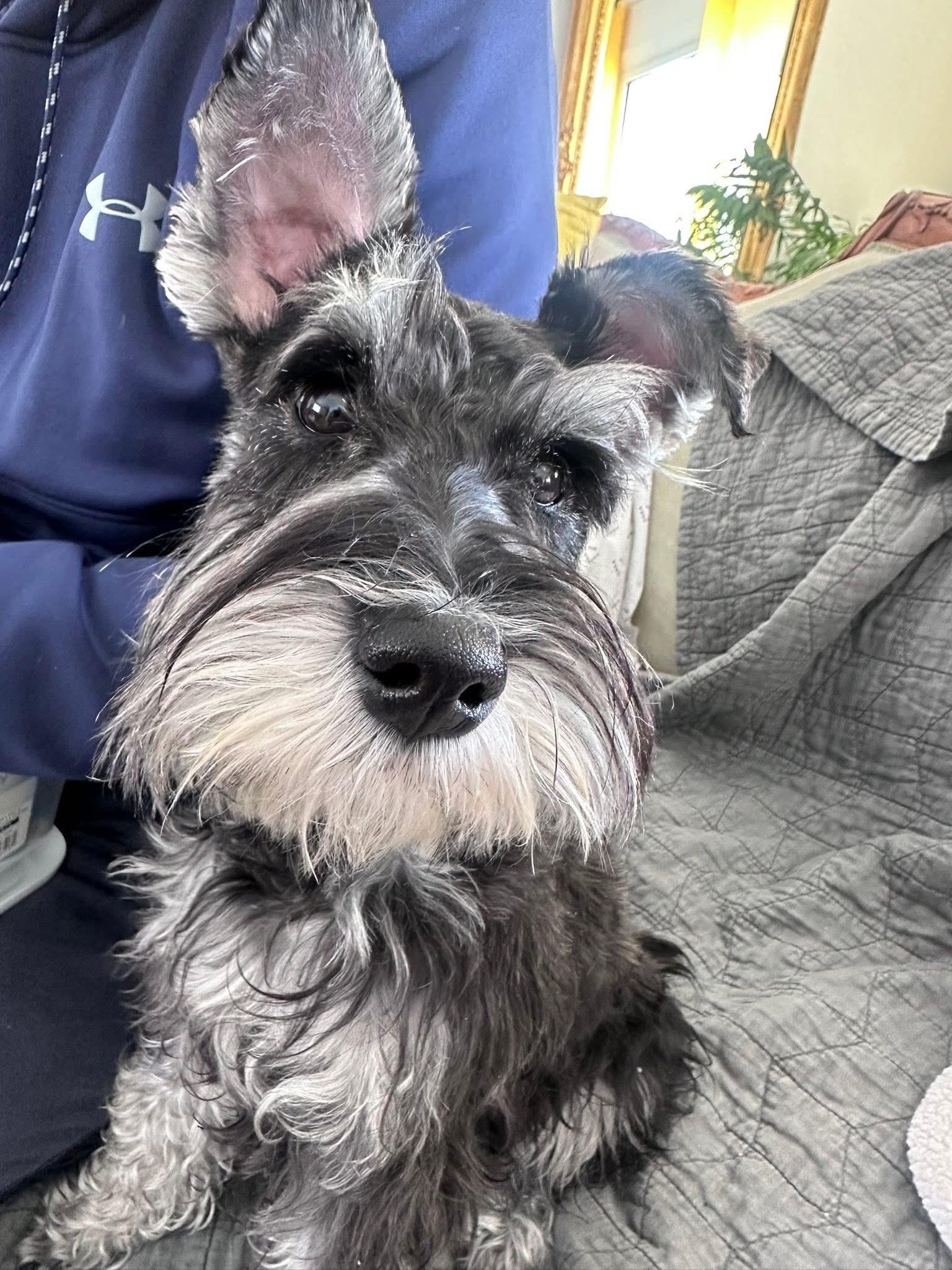 Enlarge Skipper-Adoption Pending, a ADOPTABLE Miniature Schnauzer in Miamisburg, OH image 4/5