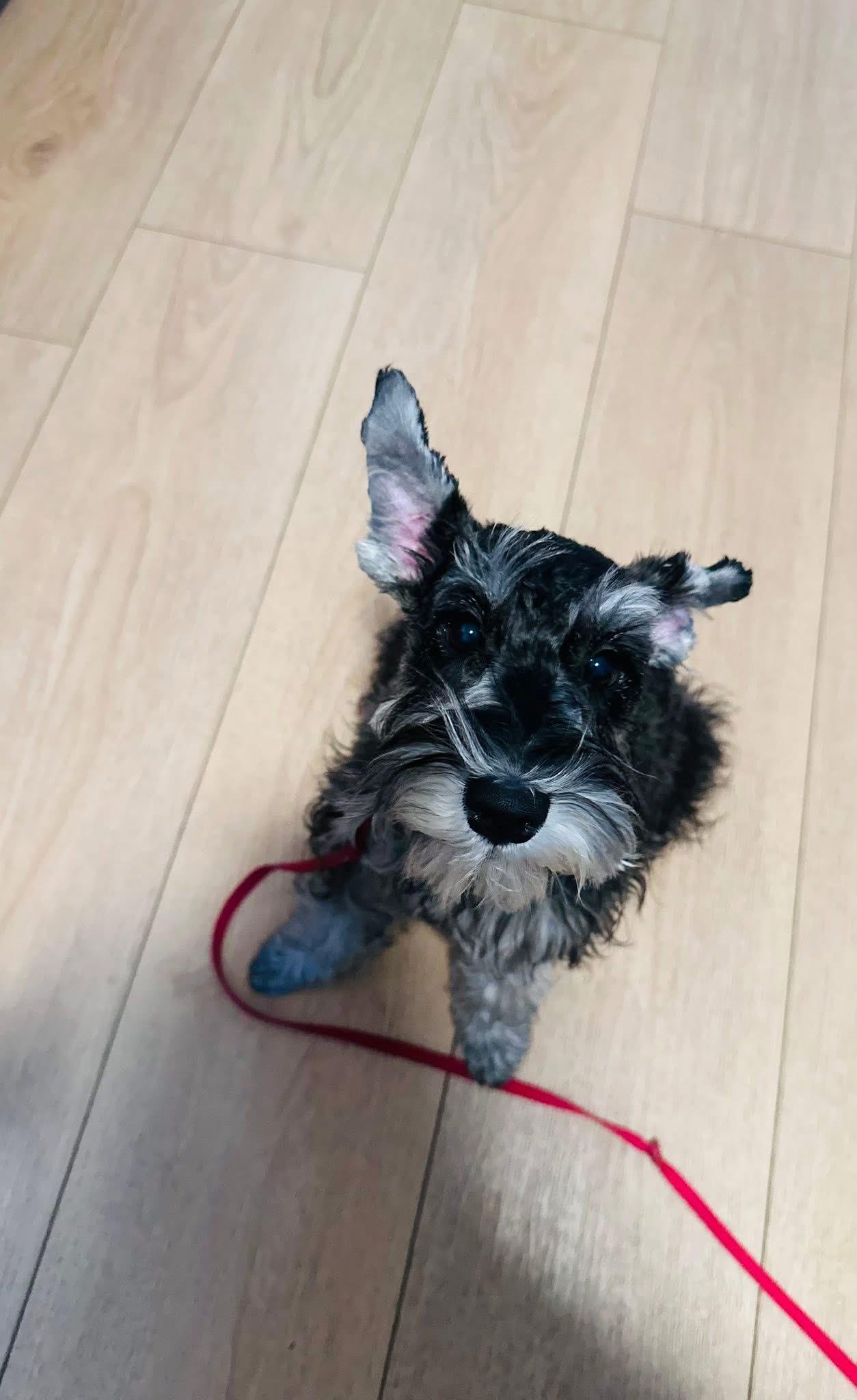 Enlarge Skipper-Adoption Pending, a ADOPTABLE Miniature Schnauzer in Miamisburg, OH image 5/5