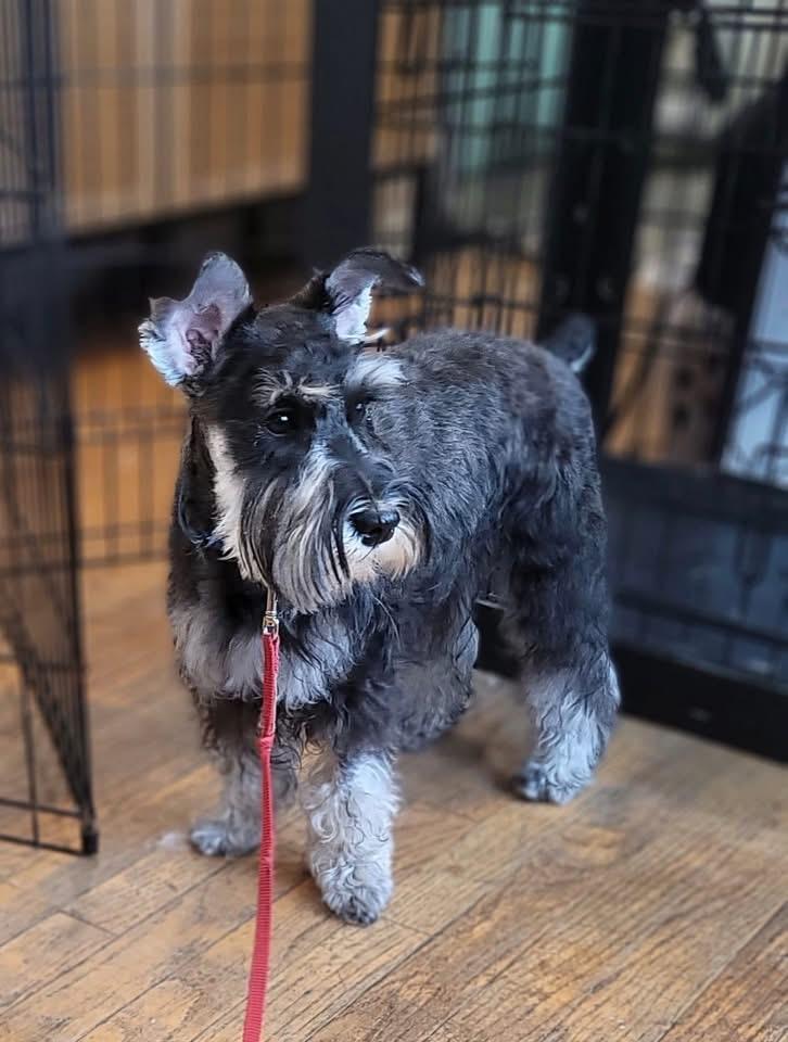 Enlarge Skipper-Adoption Pending, a ADOPTABLE Miniature Schnauzer in Miamisburg, OH image 1/5