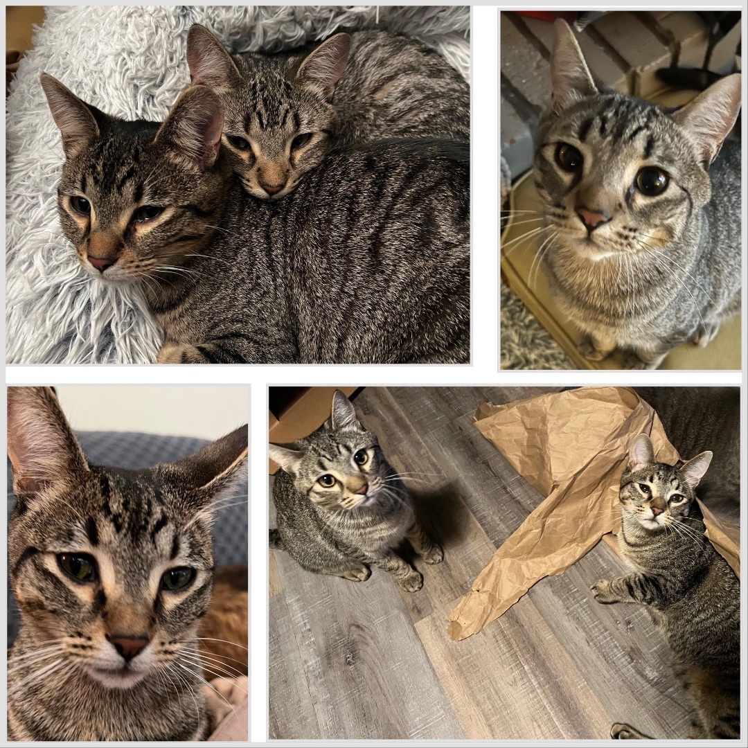 Froggy & Squeaky, a Adopted Domestic Short Hair in Eureka, MT image 1/2