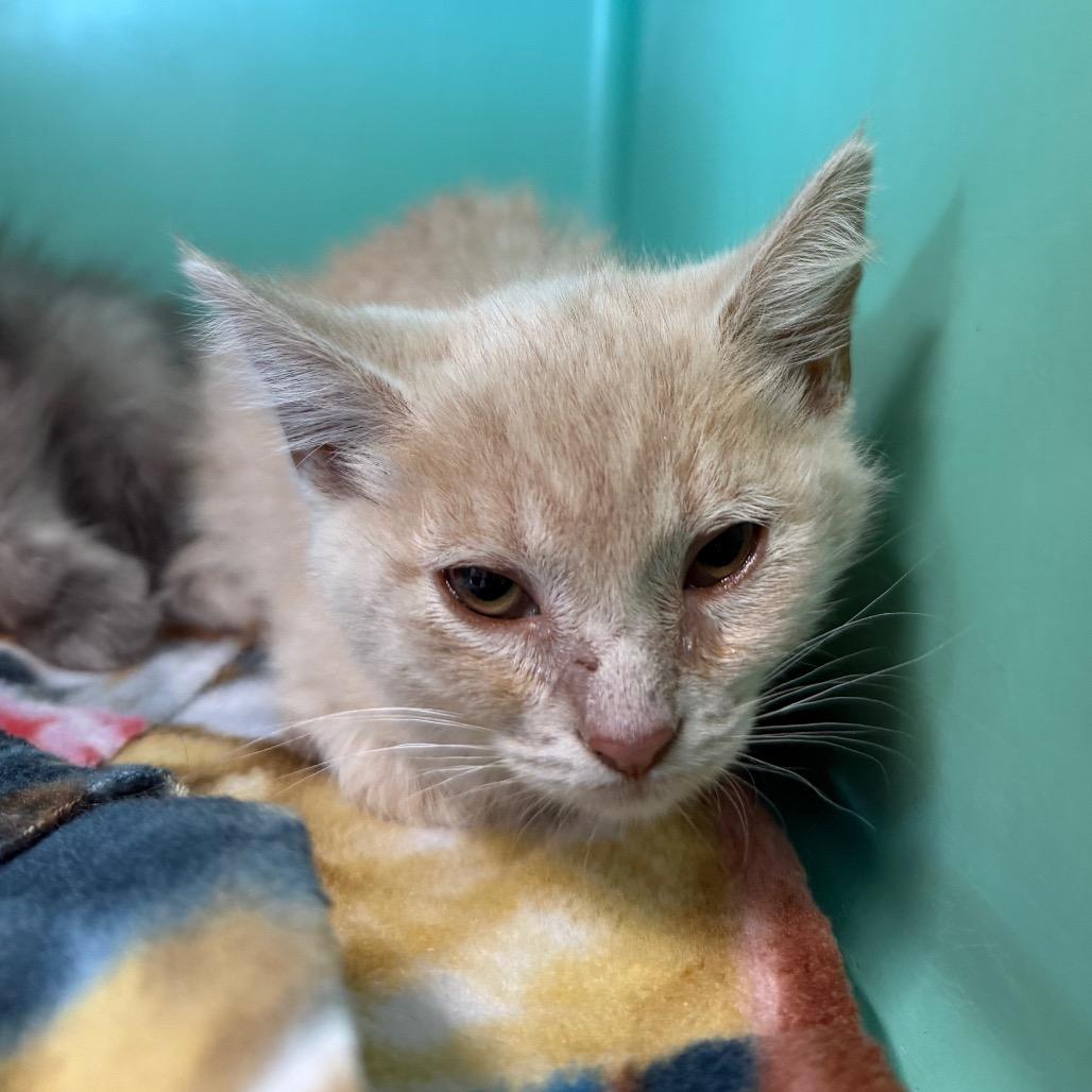 Enlarge Thunder, a Adoptable Domestic Short Hair in Spanish Fork, UT image 1/1