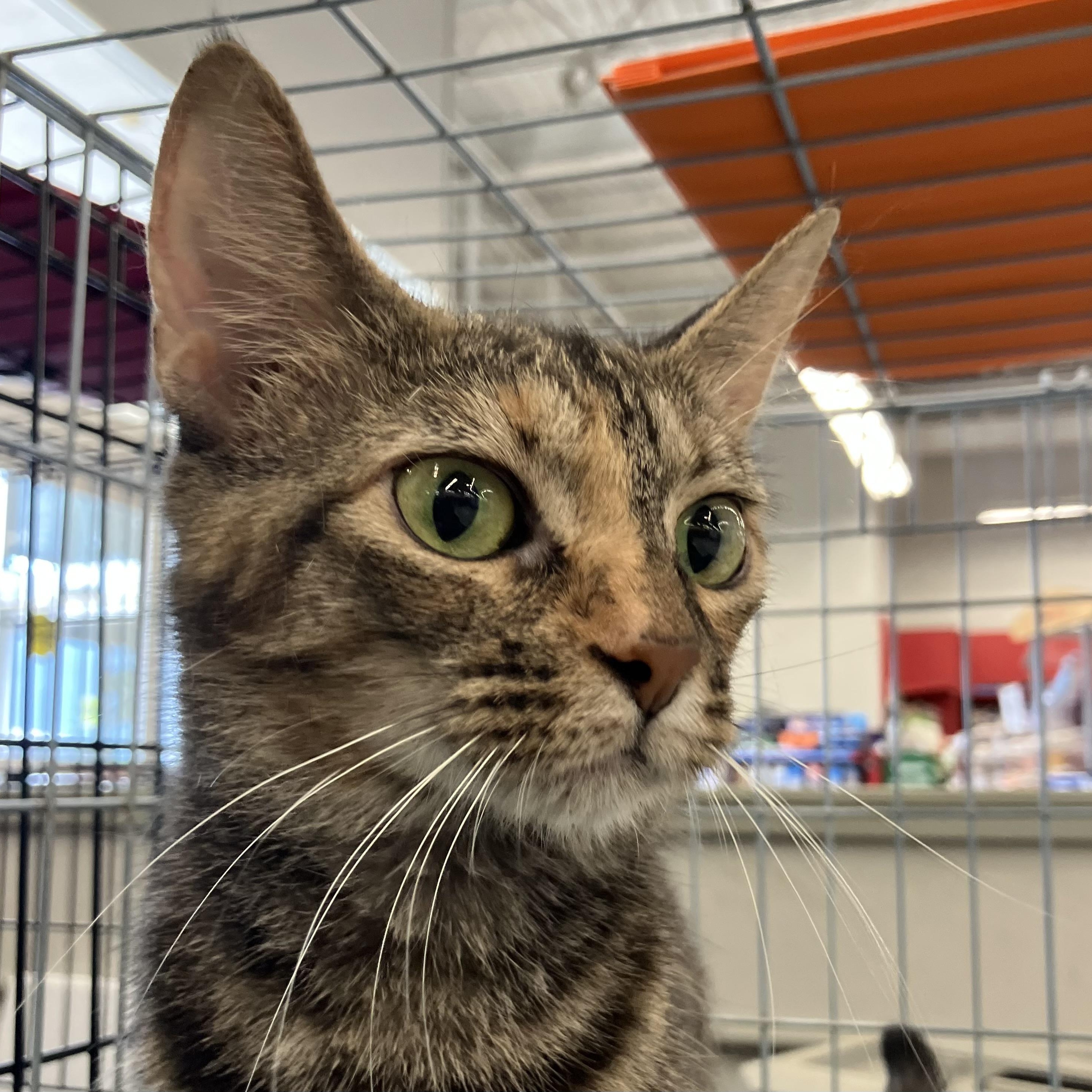 Gizmo, a ADOPTABLE Domestic Short Hair in Easley, SC image 1/3