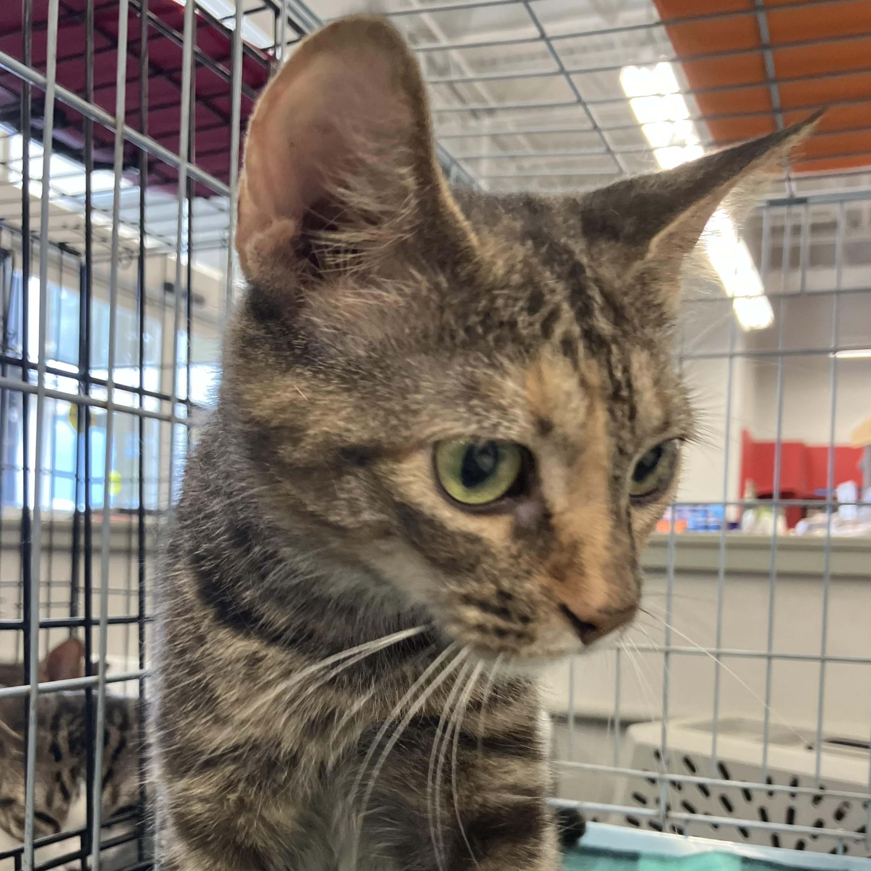 Gizmo, a ADOPTABLE Domestic Short Hair in Easley, SC image 2/3