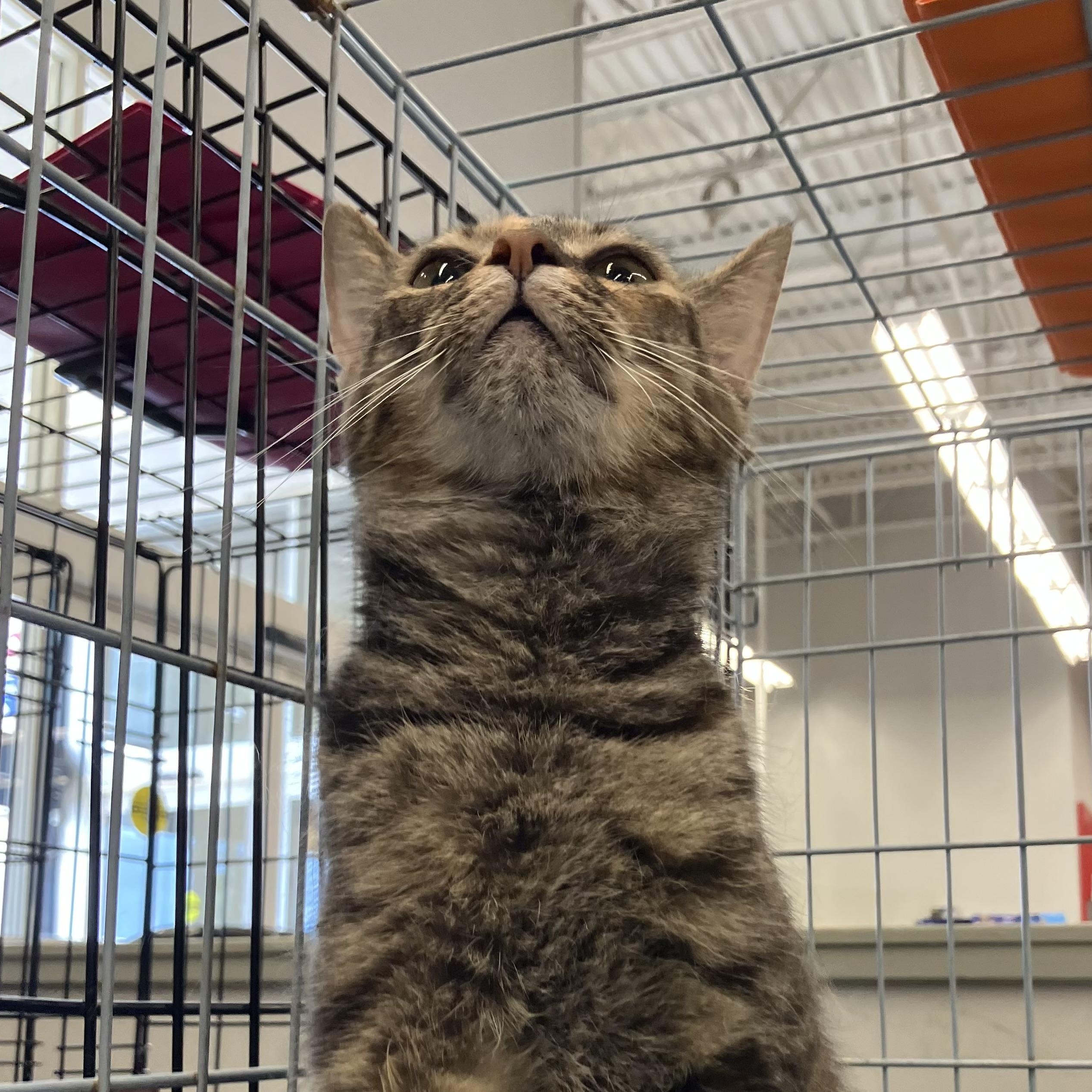 Gizmo, a ADOPTABLE Domestic Short Hair in Easley, SC image 3/3