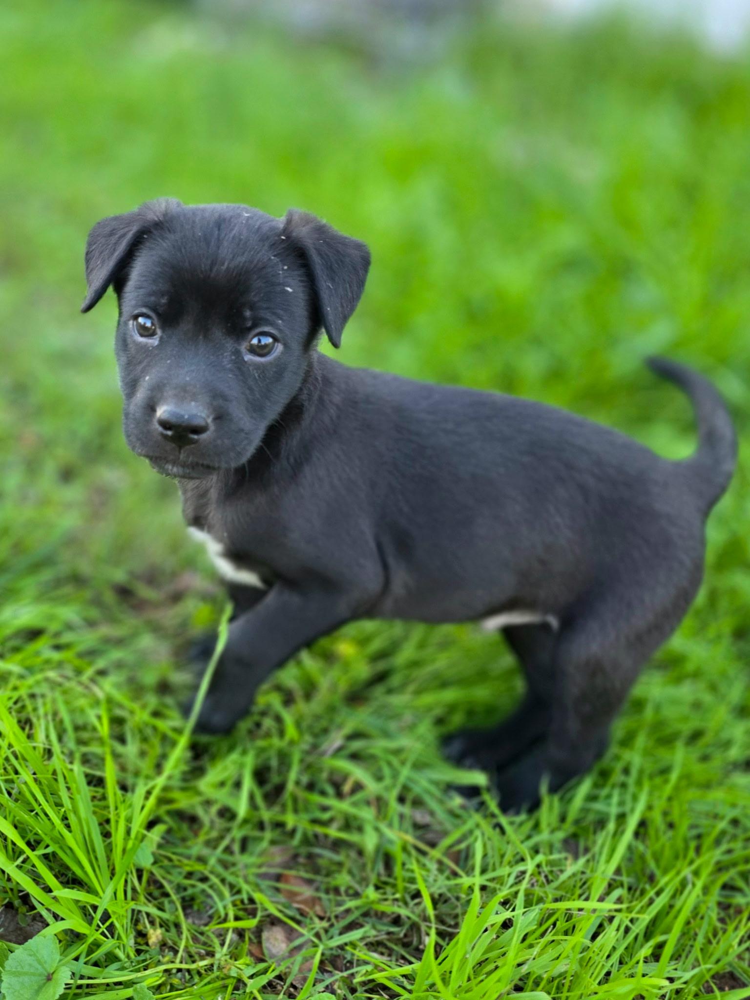 Cashew, ADOPTABLE, Young Male Labrador Retriever.