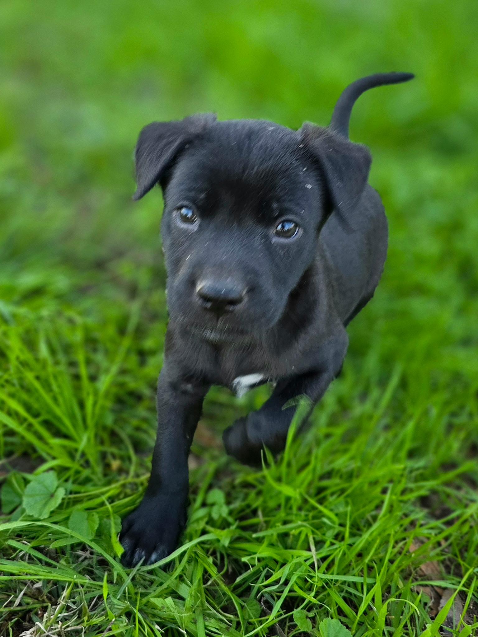 Enlarge Cashew, an adoptable mixed breed in Penryn, CA image 3/3
