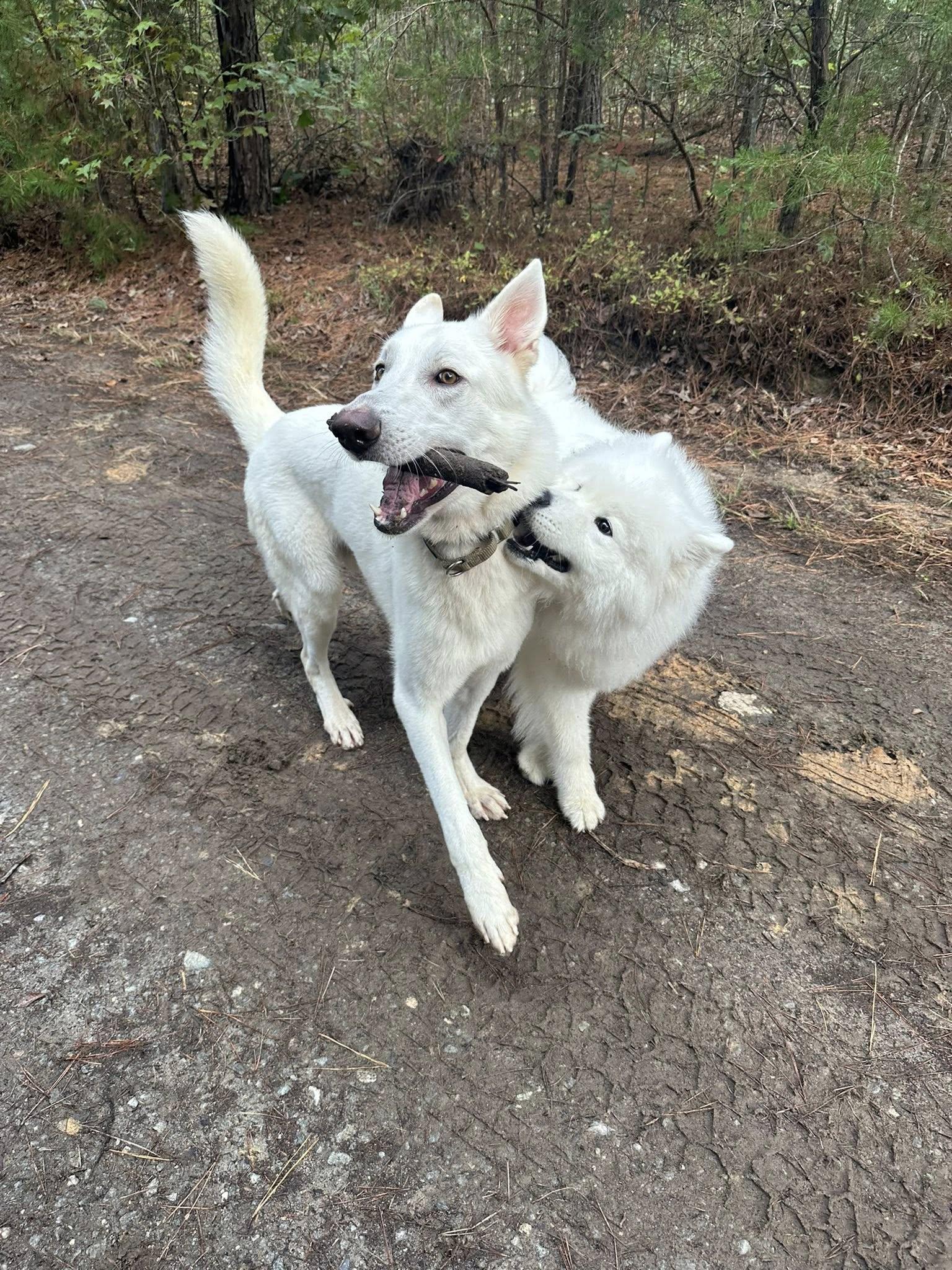 Enlarge Andre 3000, a Adoptable mixed breed in Richmond, VA image 3/5