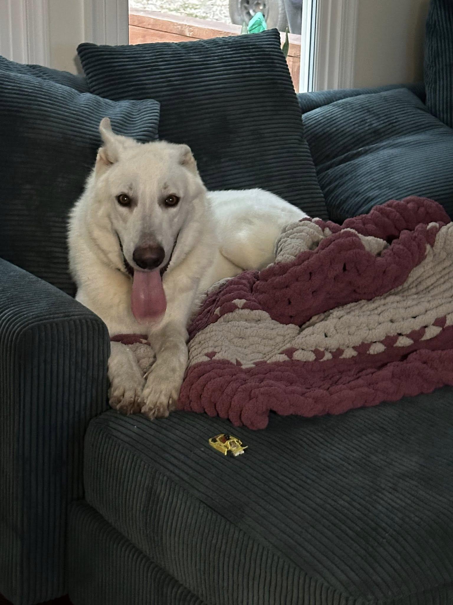 Enlarge Andre 3000, a Adoptable mixed breed in Richmond, VA image 5/5