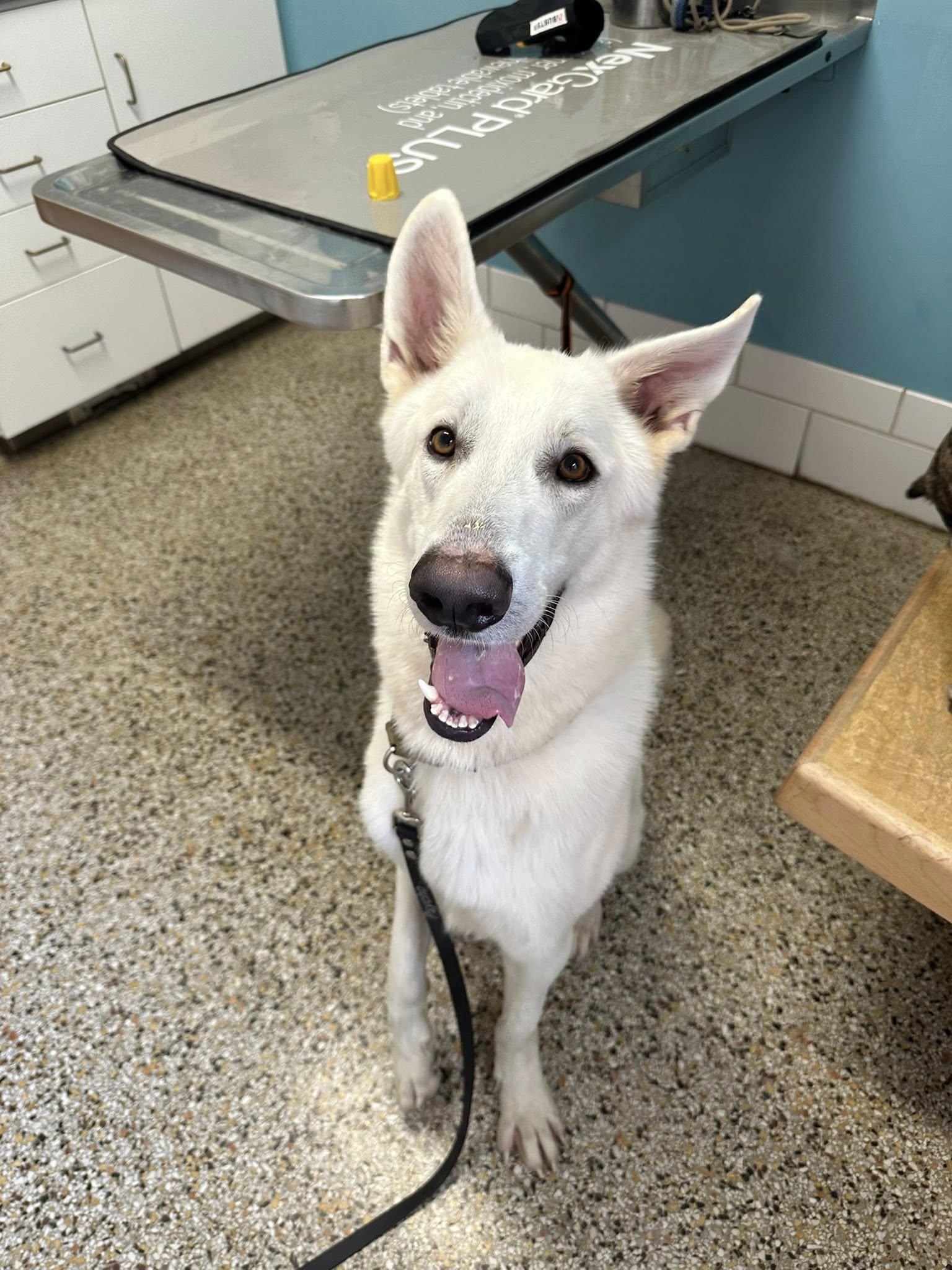 Enlarge Andre 3000, a Adoptable mixed breed in Richmond, VA image 1/5