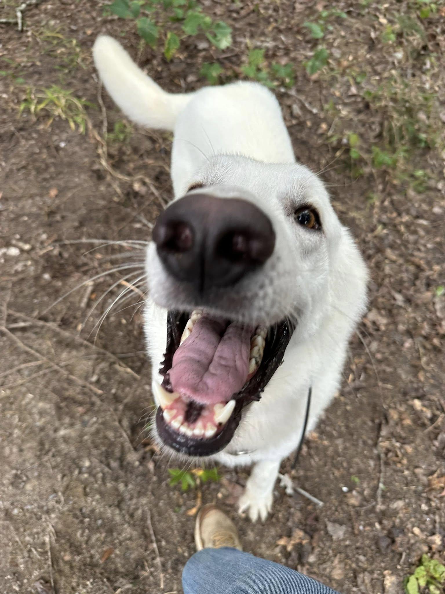 Enlarge Andre 3000, a Adoptable mixed breed in Richmond, VA image 4/5