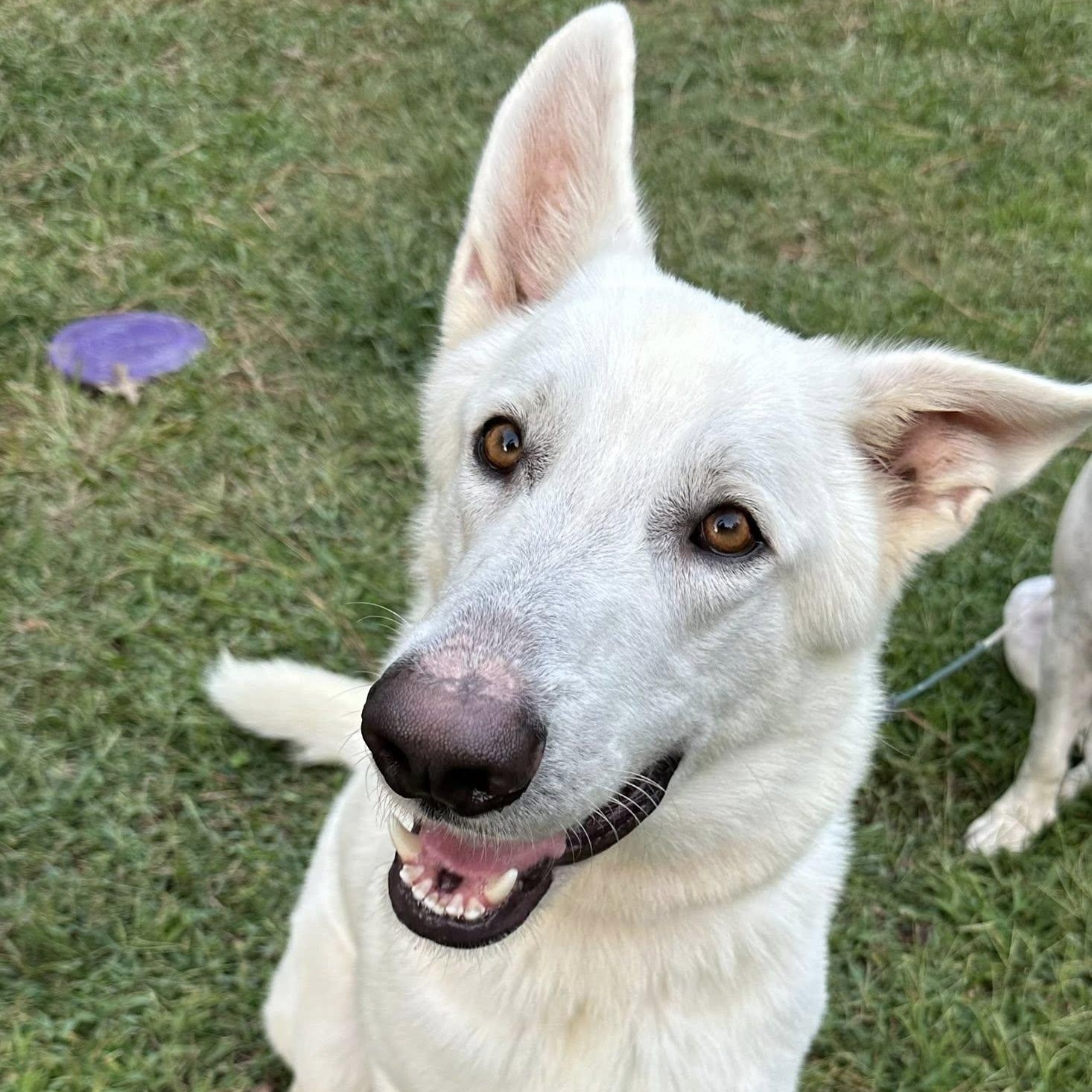 Enlarge Andre 3000, a Adoptable mixed breed in Richmond, VA image 2/5