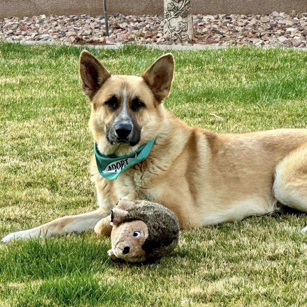 Rufus, Adoptable, Young Male German Shepherd Dog.