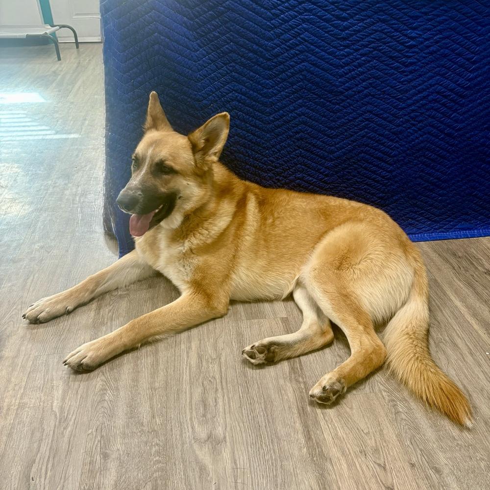 Enlarge Rufus, a Adoptable mixed breed in Hurricane, UT image 5/6