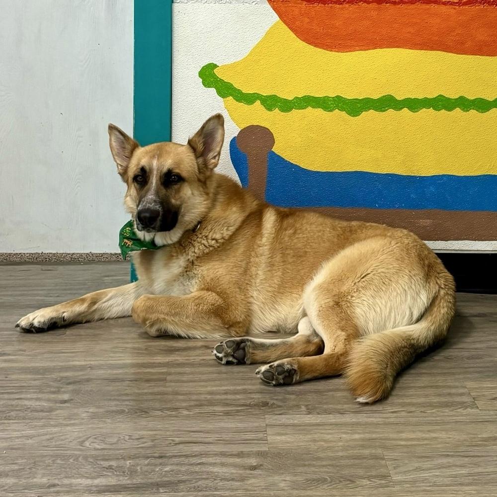 Enlarge Rufus, a Adoptable mixed breed in Hurricane, UT image 6/6