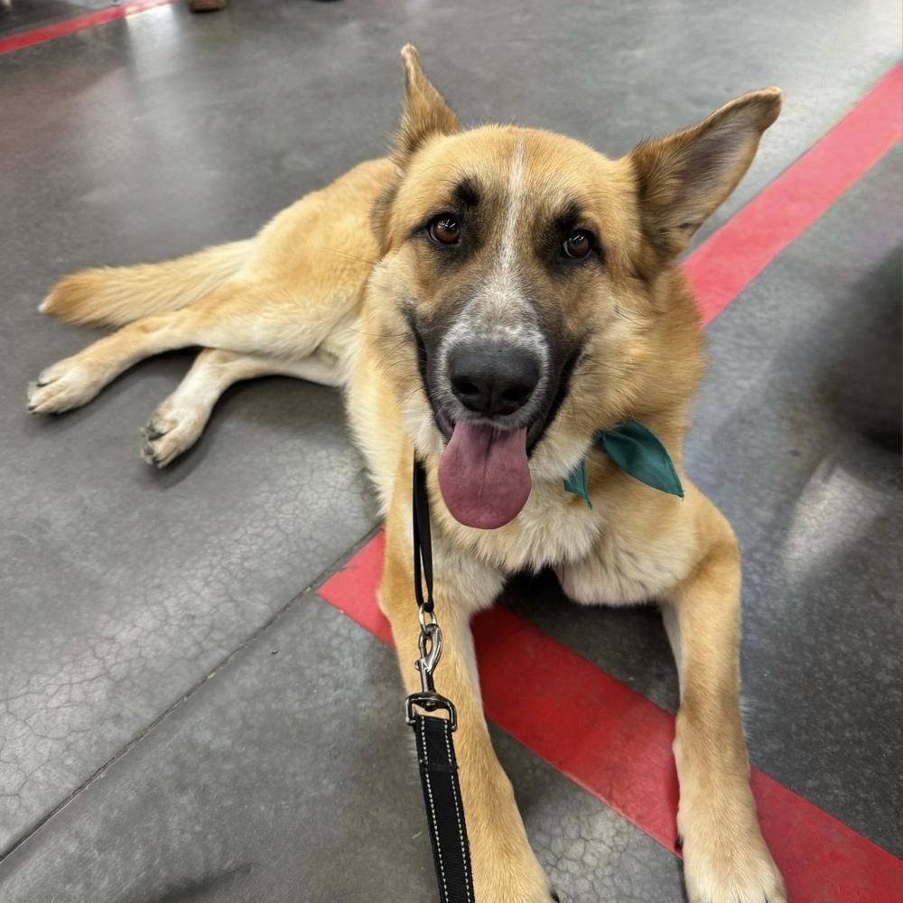 Enlarge Rufus, a Adoptable mixed breed in Hurricane, UT image 2/6