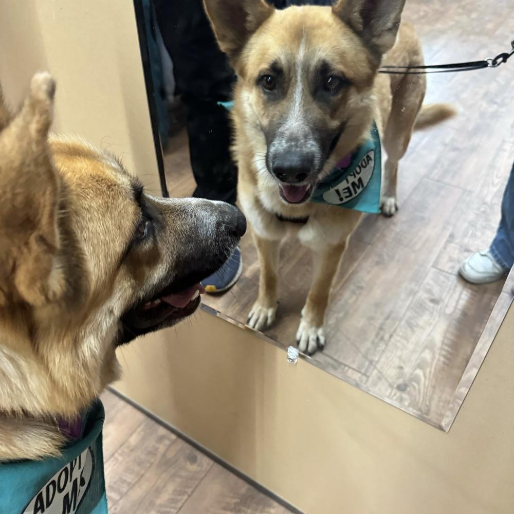 Enlarge Rufus, a Adoptable mixed breed in Hurricane, UT image 3/6