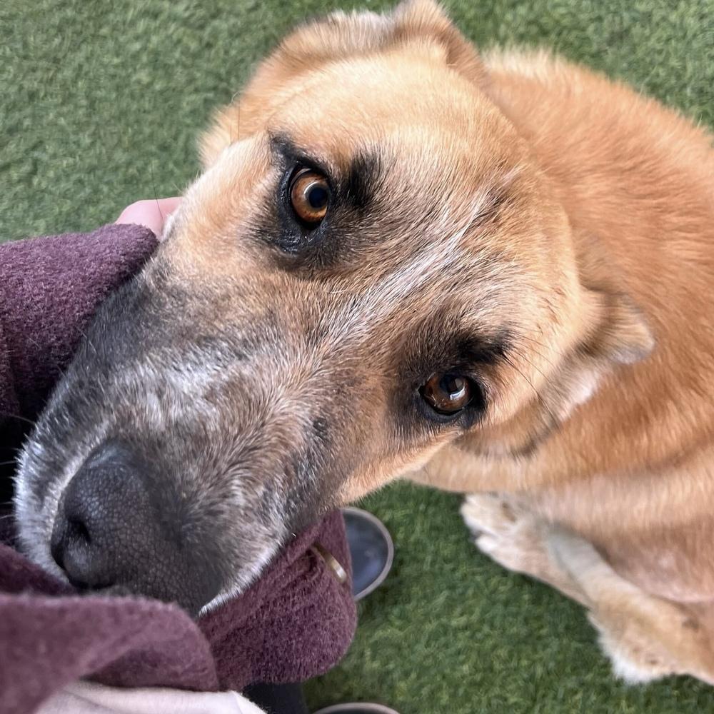 Enlarge Rufus, a Adoptable mixed breed in Hurricane, UT image 1/3