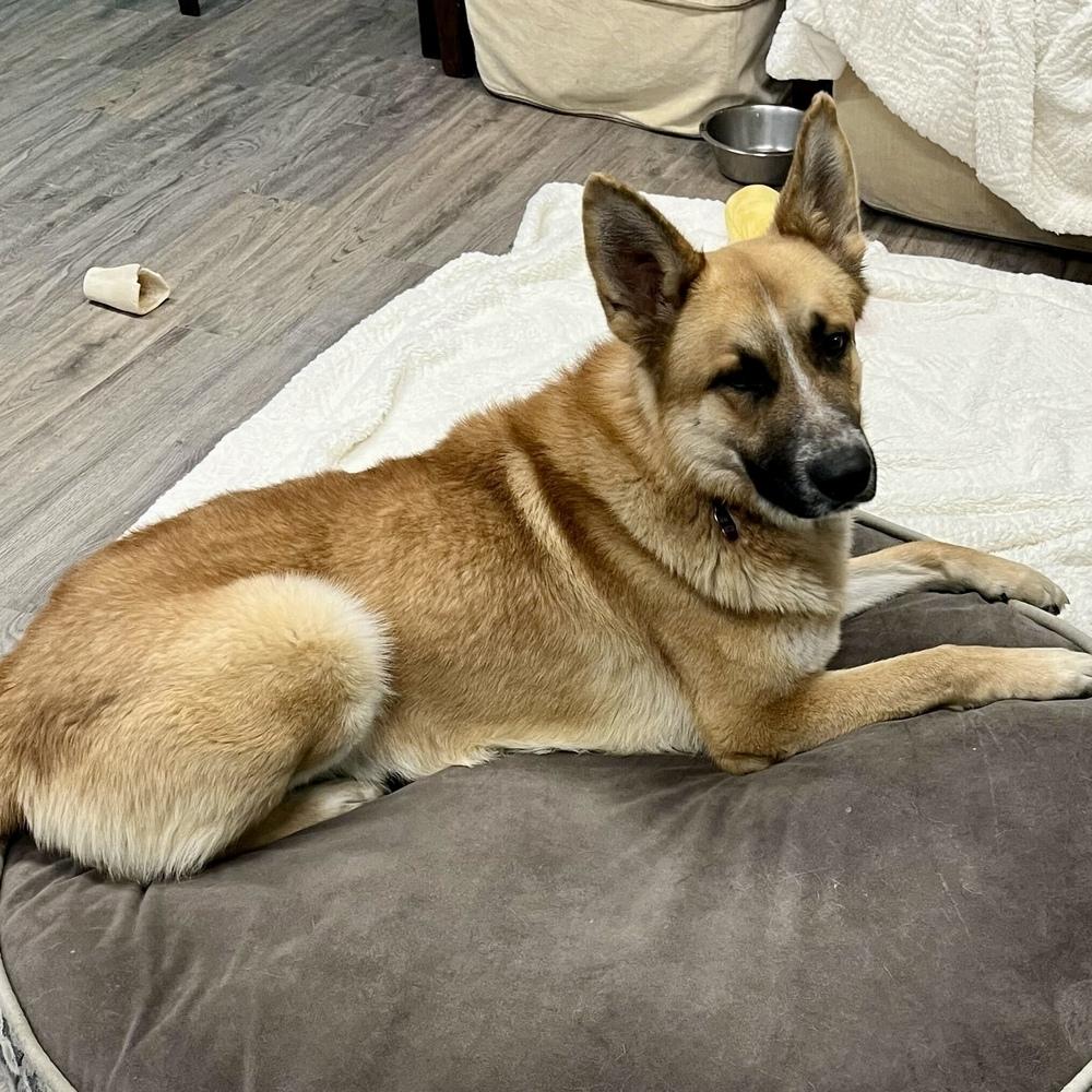 Enlarge Rufus, a Adoptable mixed breed in Hurricane, UT image 1/4