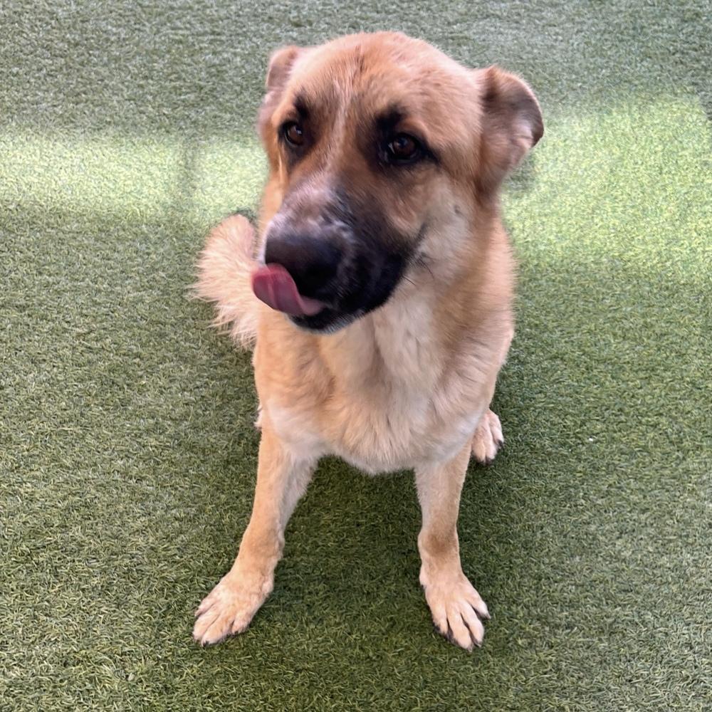 Enlarge Rufus, a Adoptable mixed breed in Hurricane, UT image 2/3