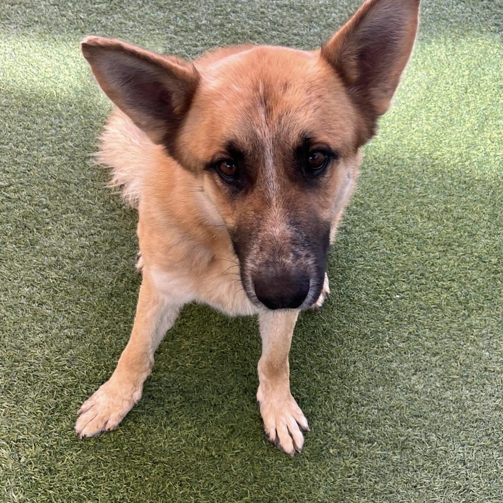 Rufus, Adoptable, Young Male German Shepherd Dog.