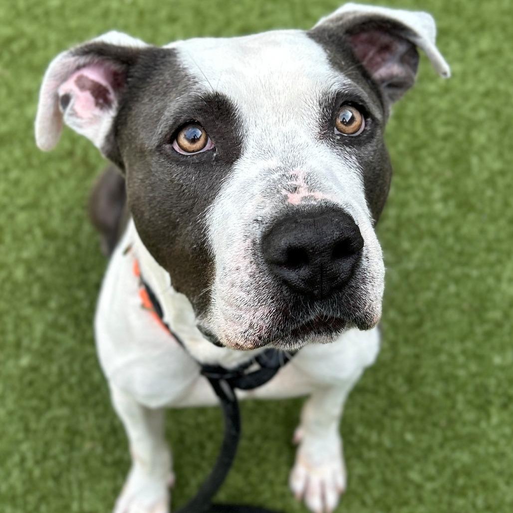 Enlarge Joe, a Adoptable Pit Bull Terrier in Greensboro, NC image 1/6