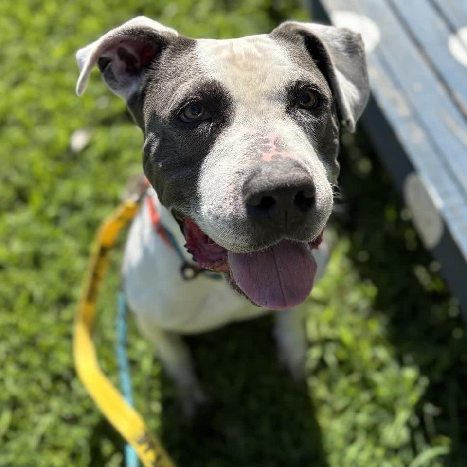 Enlarge Joe, a Adoptable Pit Bull Terrier in Greensboro, NC image 3/6