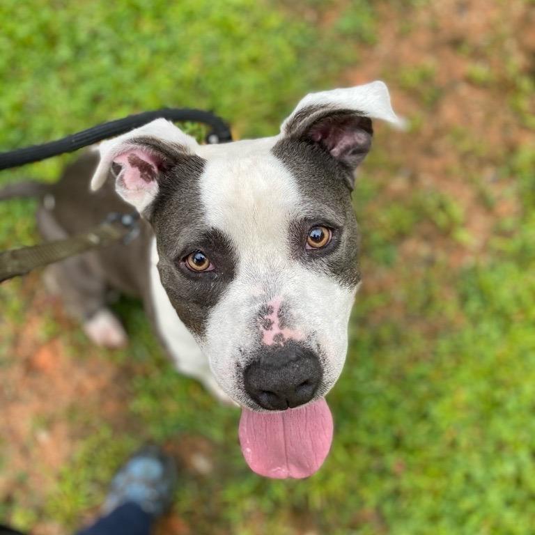 Enlarge Joe, a Adoptable Pit Bull Terrier in Greensboro, NC image 4/6