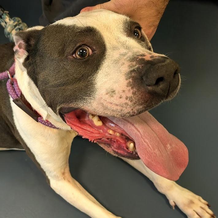 Enlarge Joe, a Adoptable Pit Bull Terrier in Greensboro, NC image 5/6