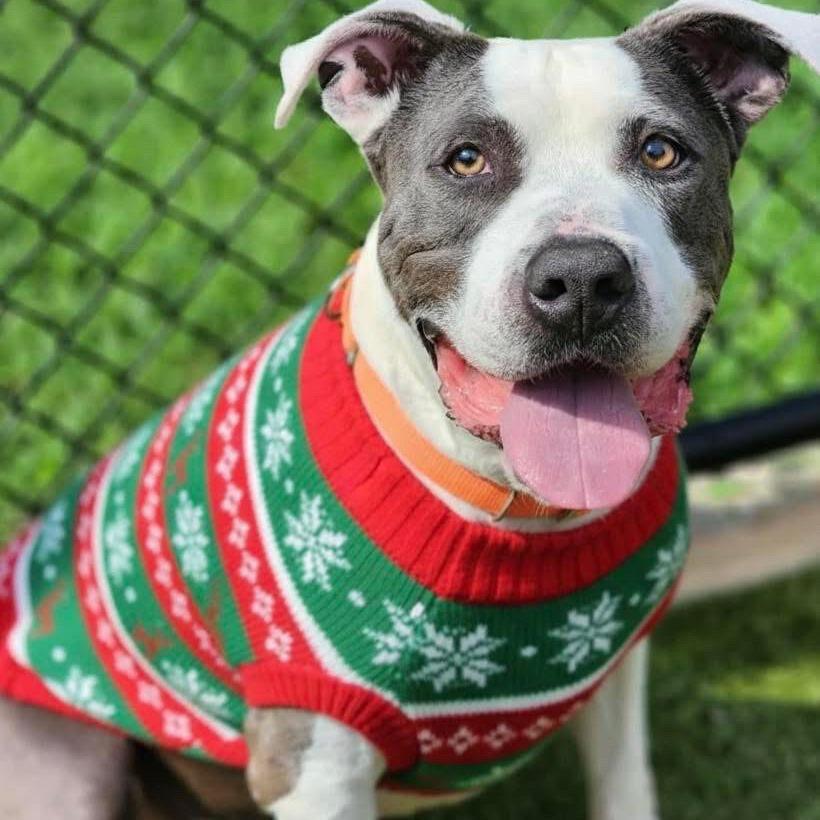 Enlarge Joe, a Adoptable Pit Bull Terrier in Greensboro, NC image 6/6