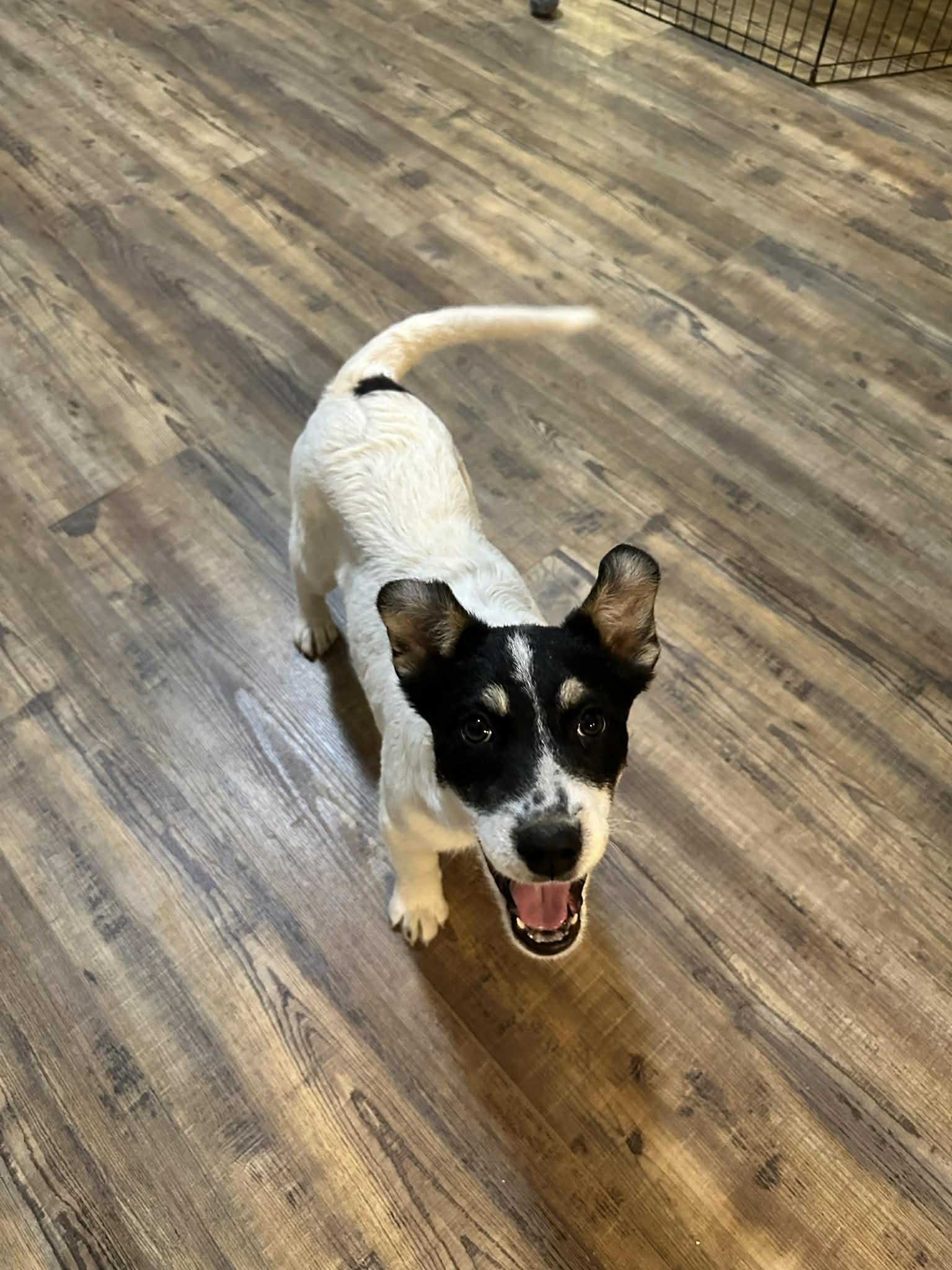 Poe , ADOPTABLE, Puppy Male Australian Cattle Dog / Blue Heeler.