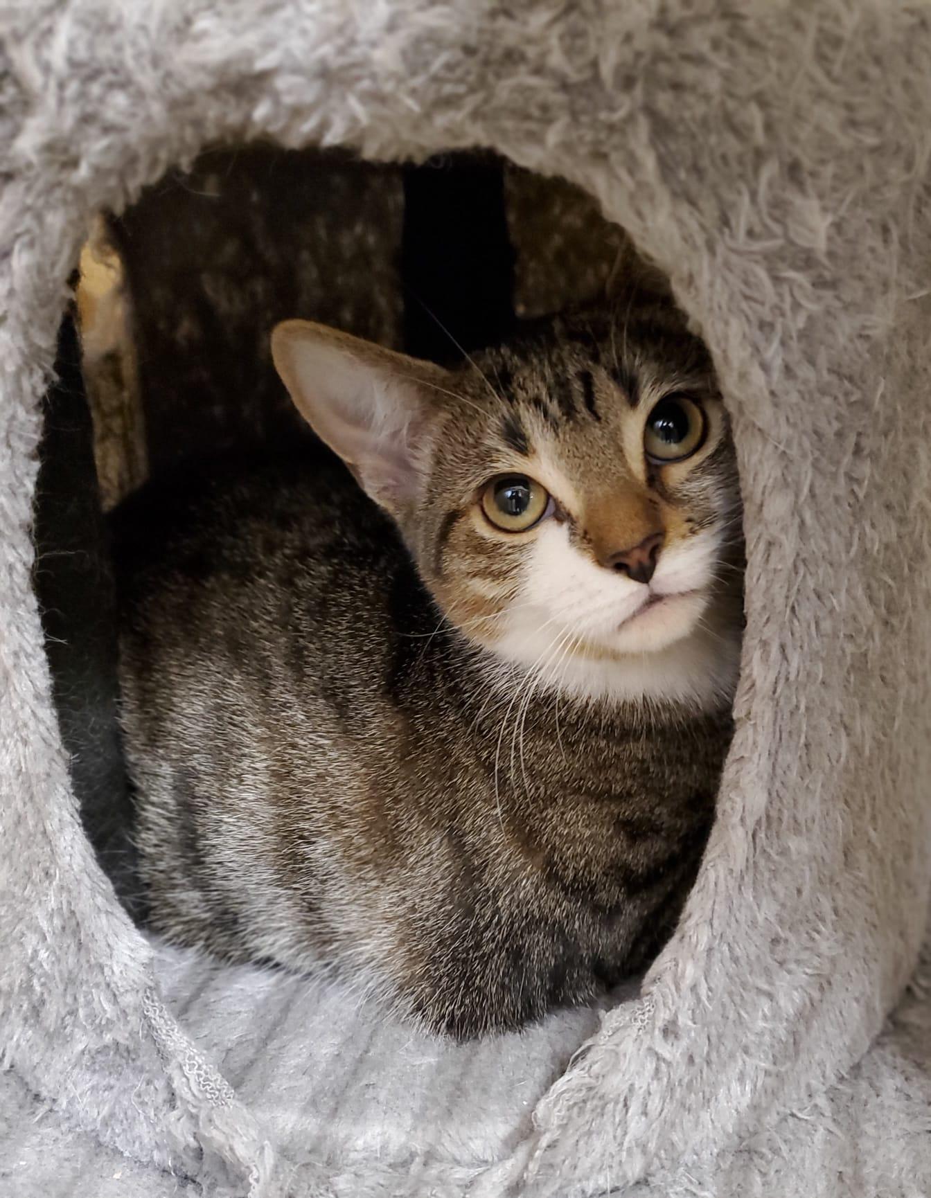 Enlarge Holly, an adoptable Domestic Short Hair in Richmond Hill, ON image 1/6