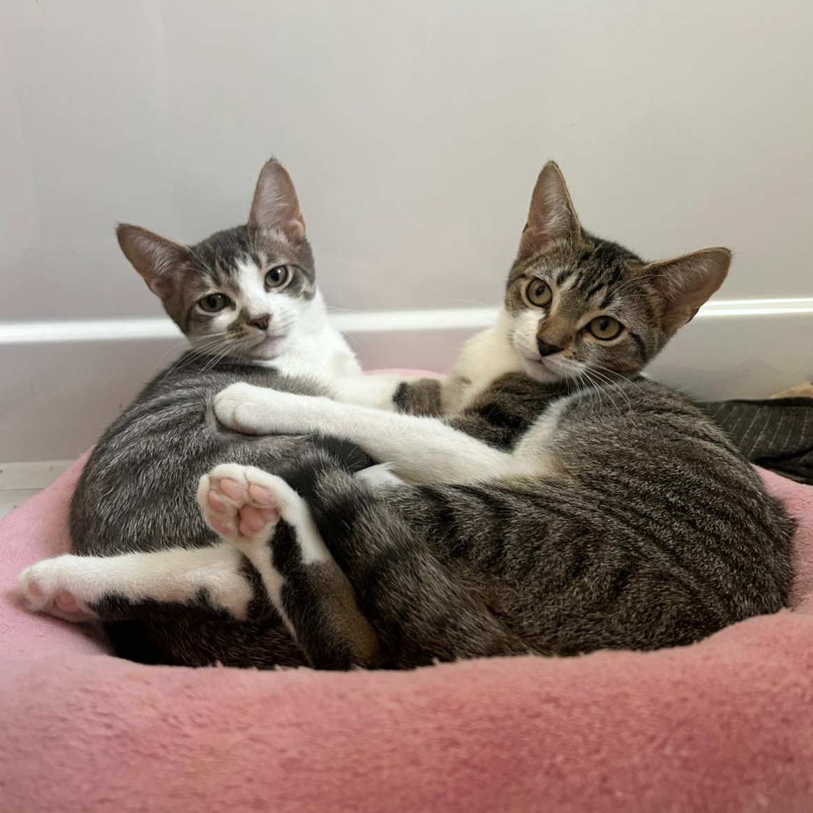 Enlarge Holly, an adoptable Domestic Short Hair in Richmond Hill, ON image 6/6