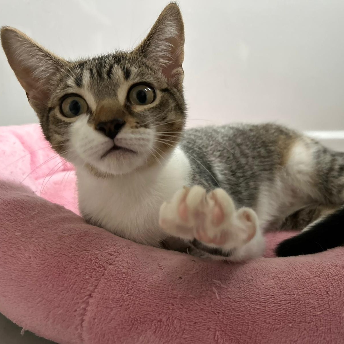 Enlarge Holly, an adoptable Domestic Short Hair in Richmond Hill, ON image 5/6