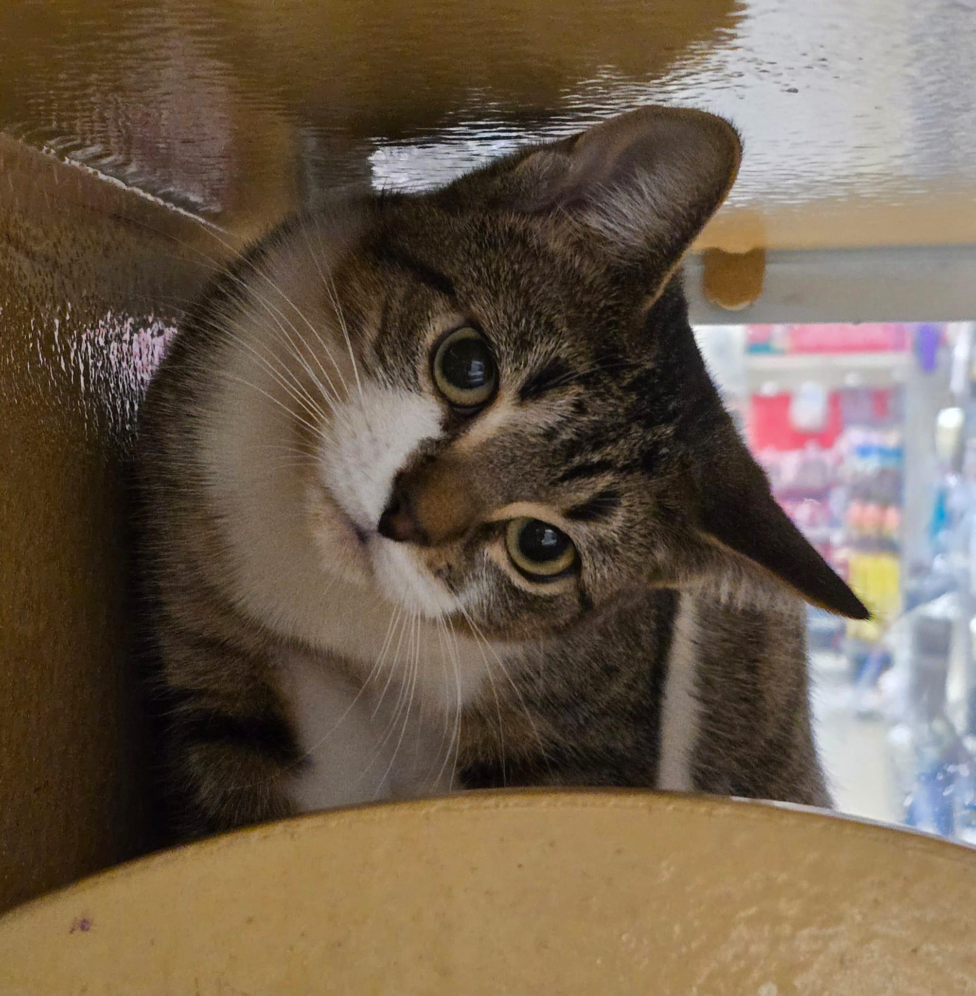 Enlarge Holly, an adoptable Domestic Short Hair in Richmond Hill, ON image 2/6