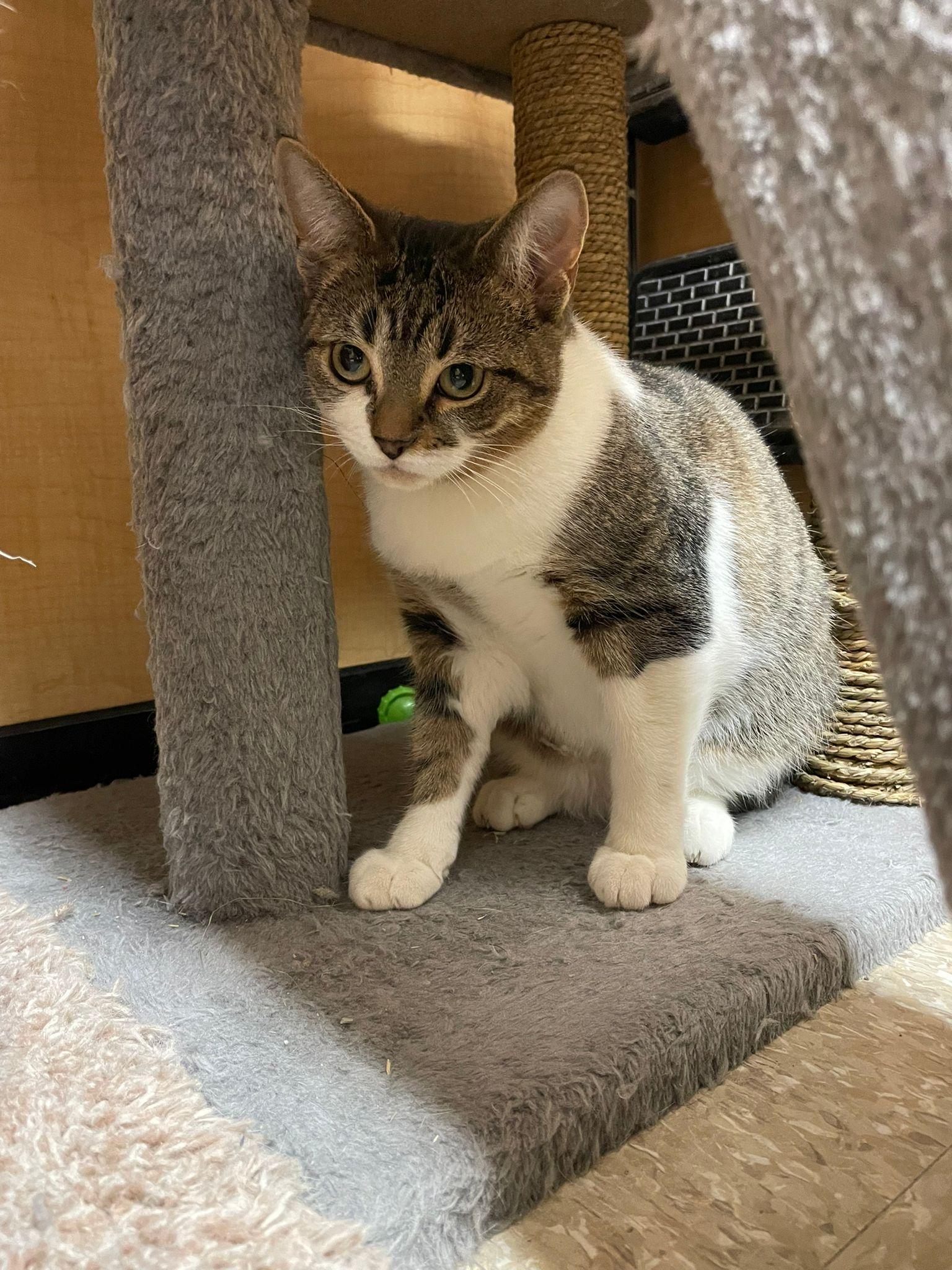 Enlarge Holly, an adoptable Domestic Short Hair in Richmond Hill, ON image 3/6